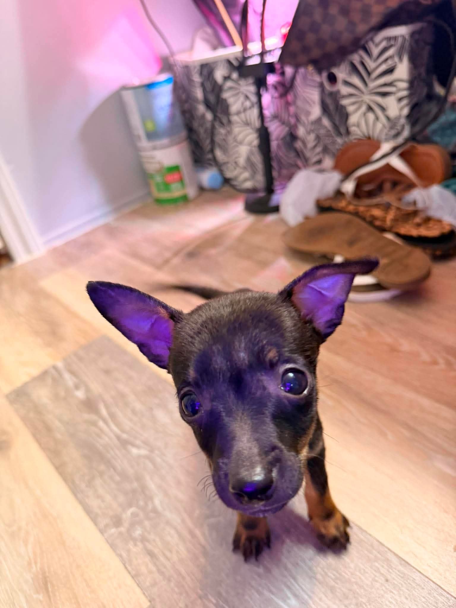 Reese - Chihuahua