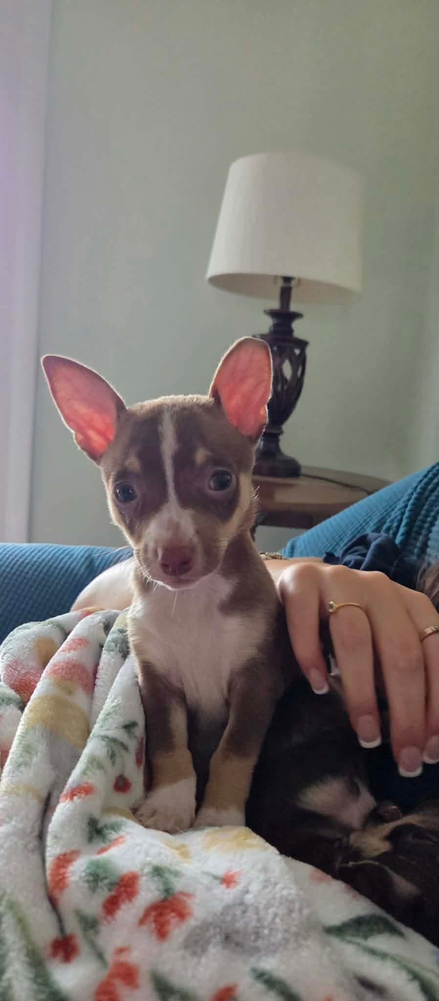 Butternut - Chihuahua