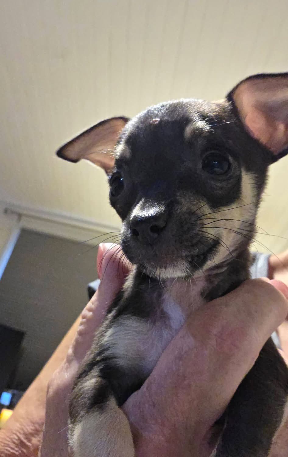 Cricket - Chihuahua