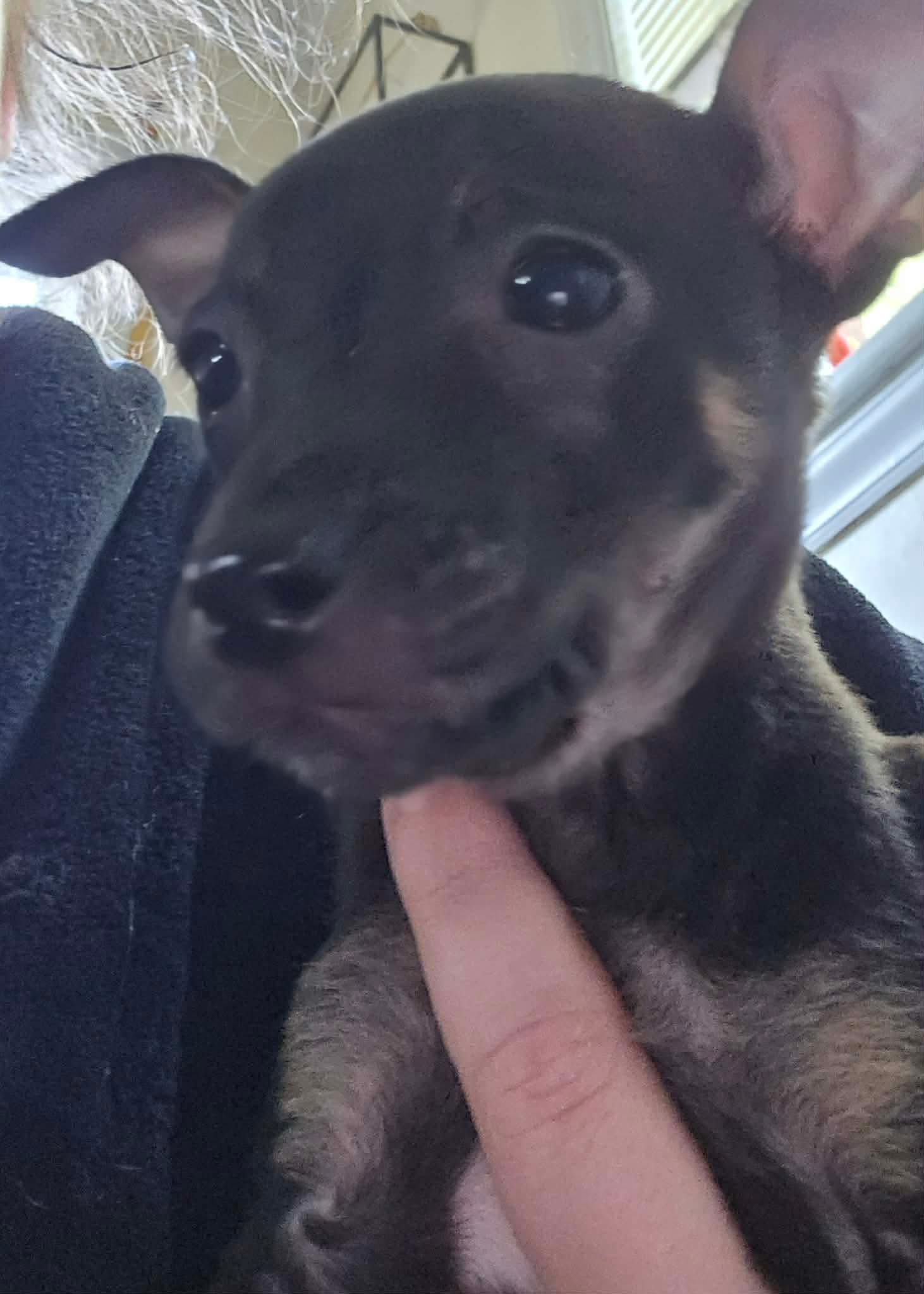 Lucy - Chihuahua