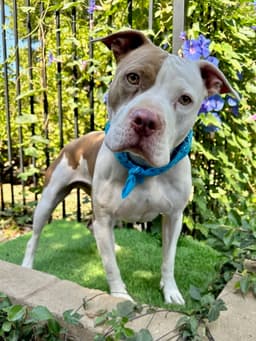 Ziggy image 4