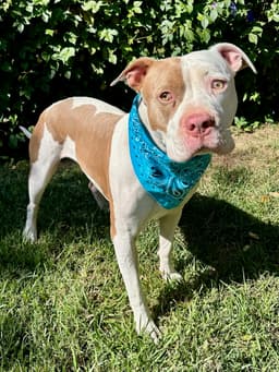Ziggy image 1