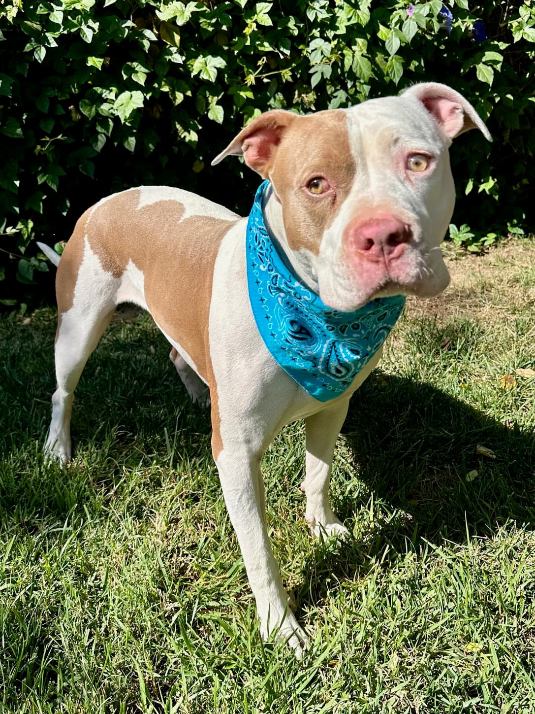 Ziggy - American Pit Bull Terrier