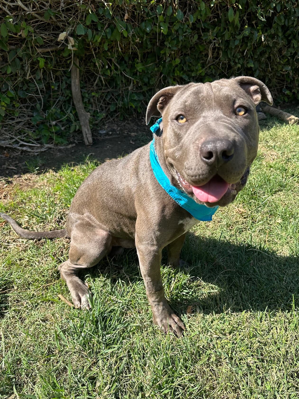 Boris - American Pit Bull Terrier