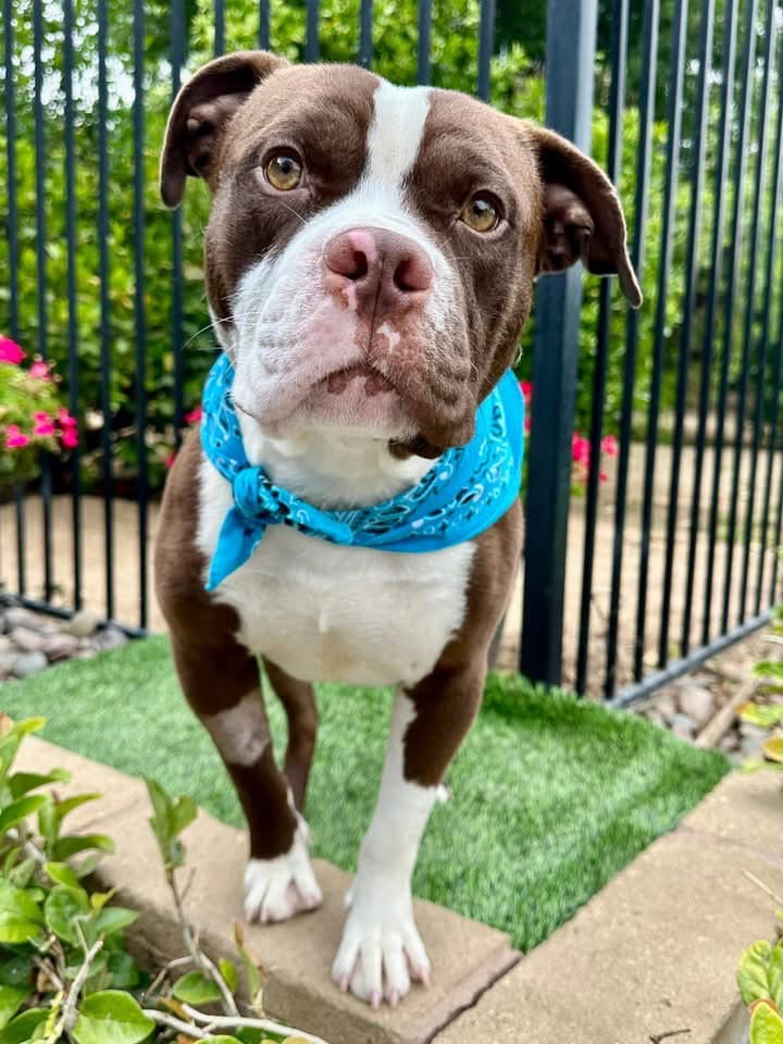 Rowan - American Pit Bull Terrier