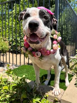 Clarabelle image 1