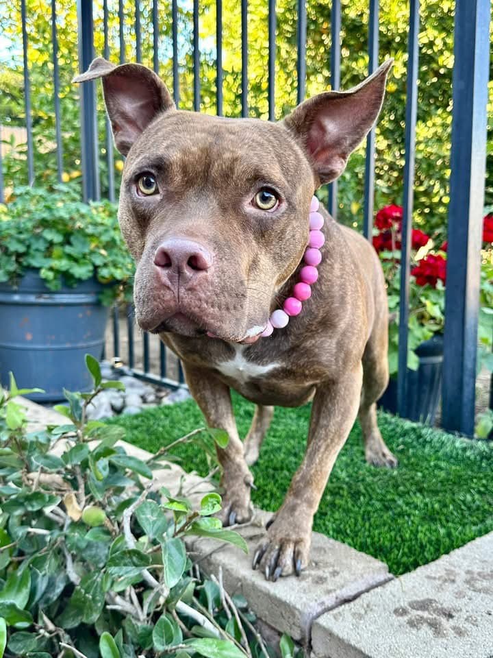 Gryffin - American Pit Bull Terrier