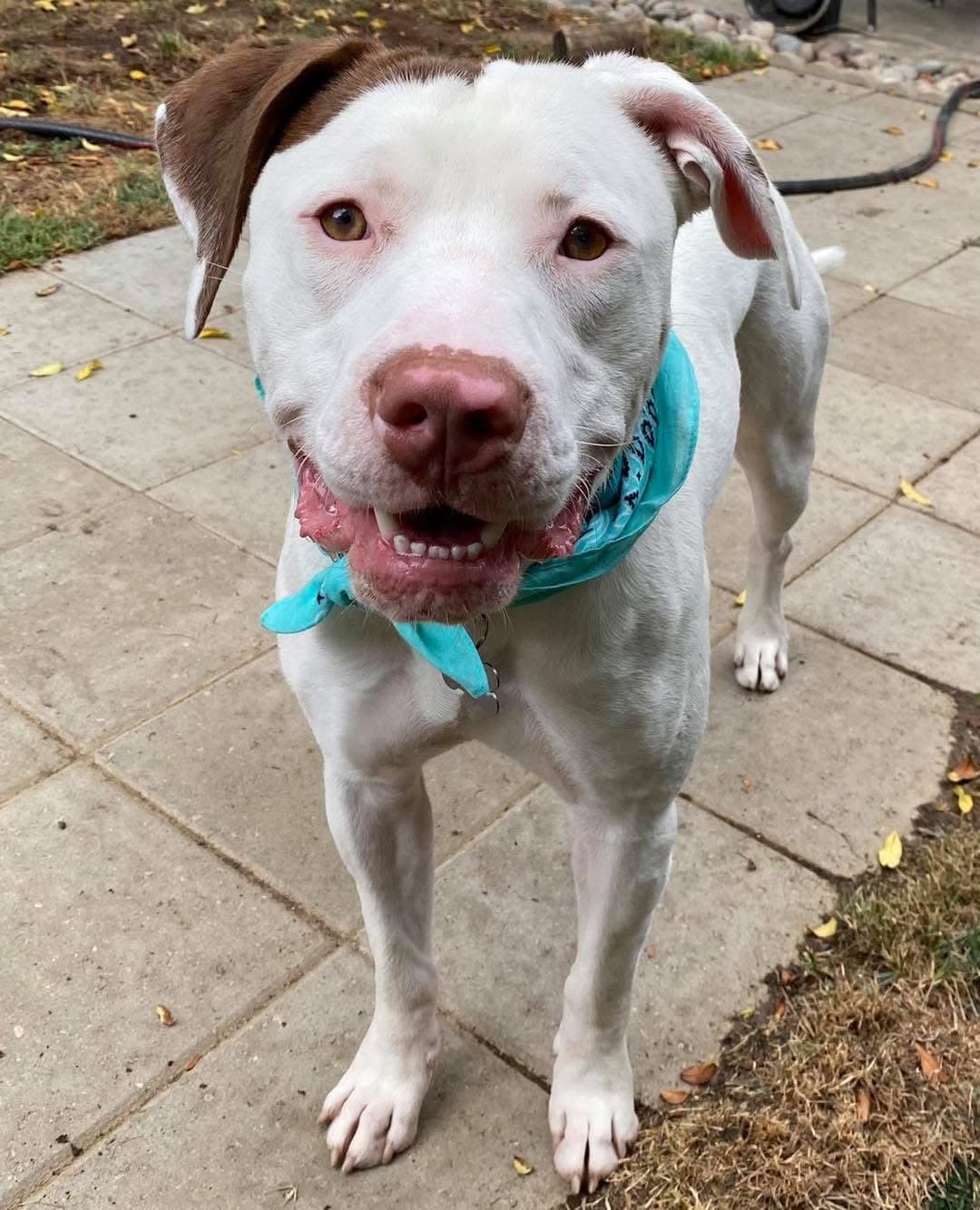 Josh - American Pit Bull Terrier