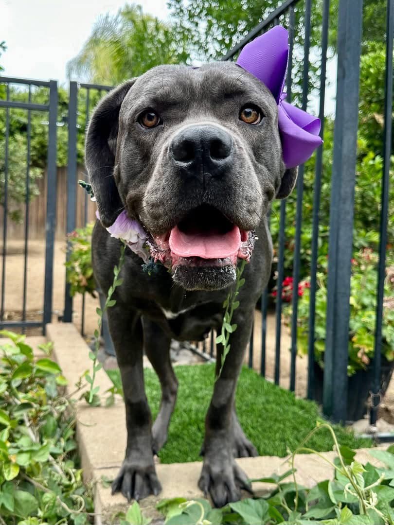 Kuma - Cane Corso Mastiff