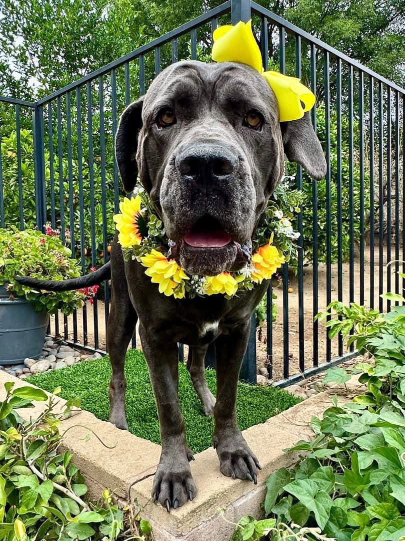 Mishka - Cane Corso Mastiff