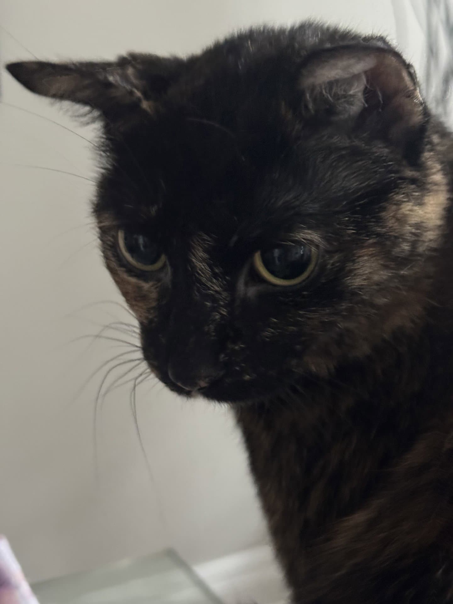 April - Tortoiseshell