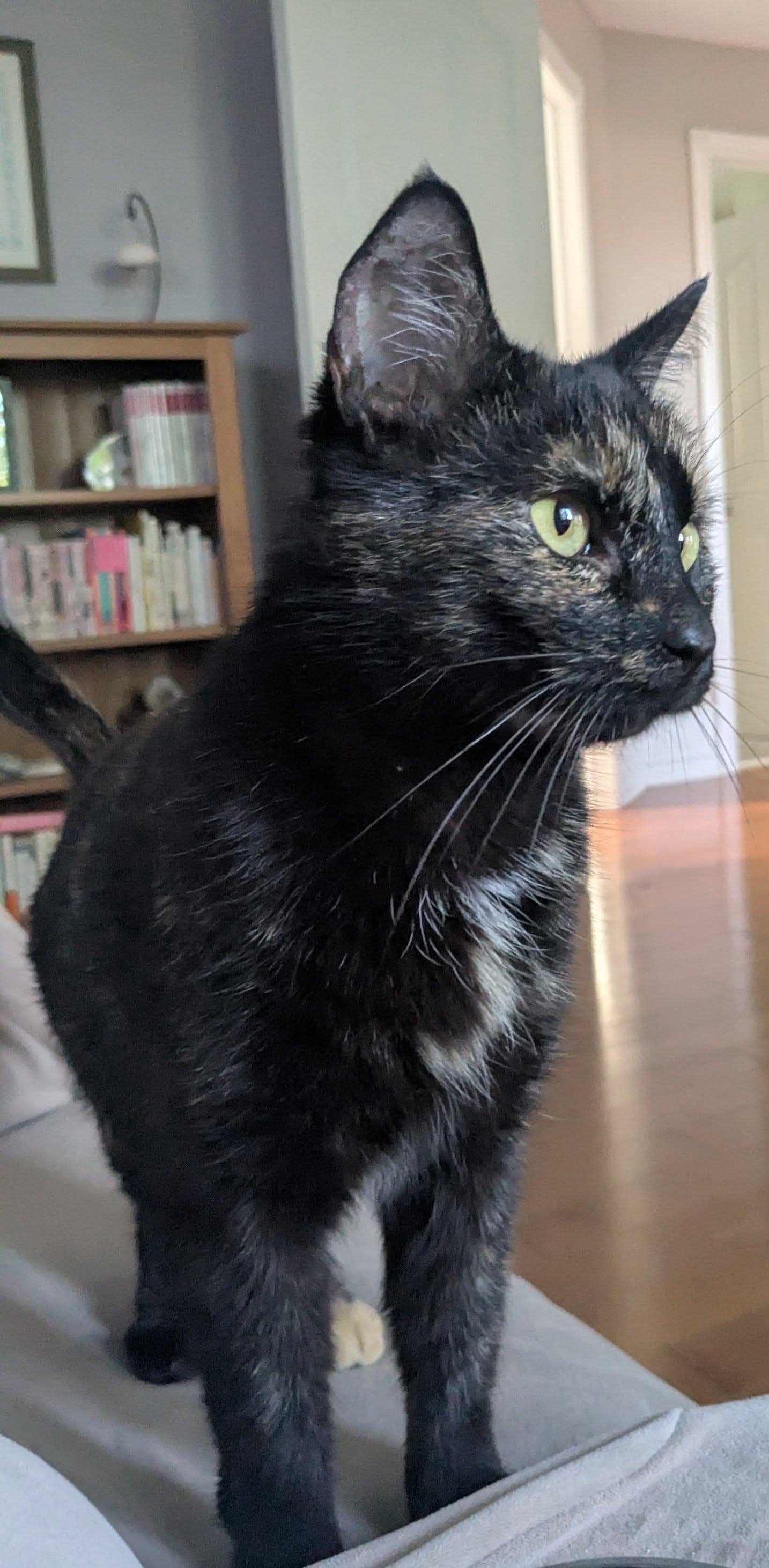 Nala - Tortoiseshell