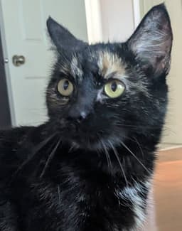 Nala image 2