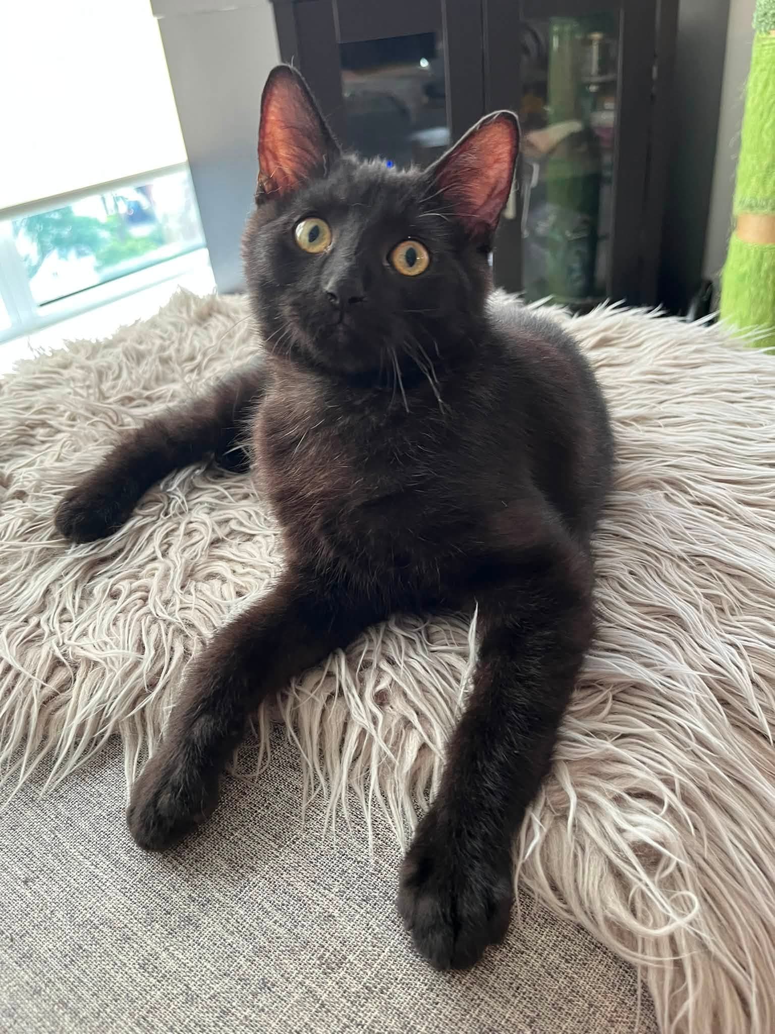Bond - Tabby