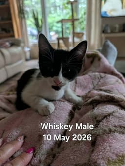 Whiskey image 1