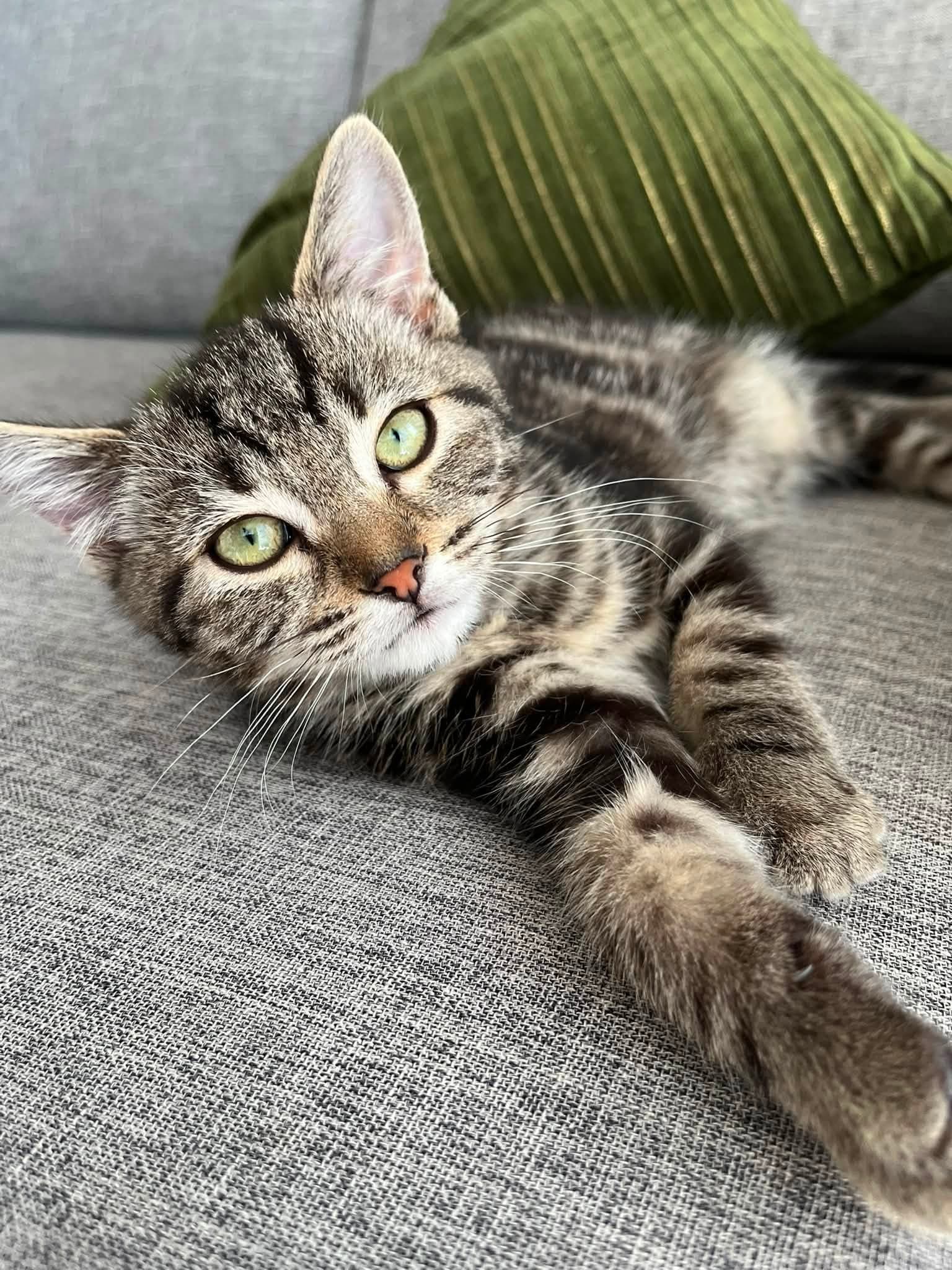 Biddy - Tabby