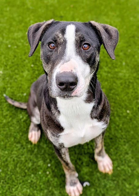 Harper - Pit Bull Terrier