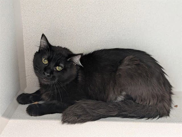 Clark - Domestic Short Hair