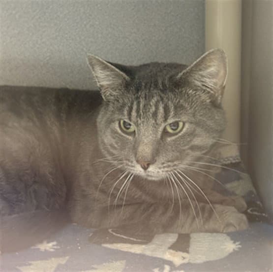 Spicy Mac - Domestic Short Hair