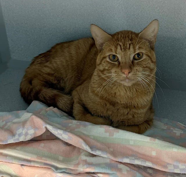 Crush - Domestic Short Hair