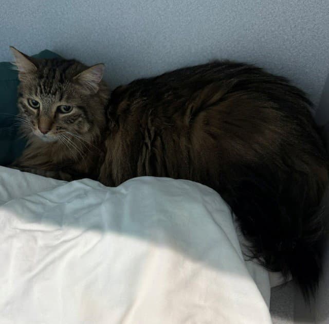 Helsa - Domestic Long Hair