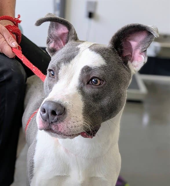 Vincent Van Go - Pit Bull Terrier
