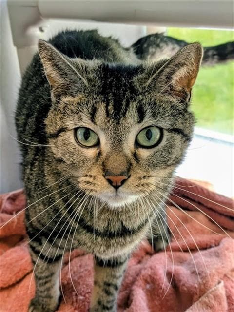 Bea - Domestic Short Hair