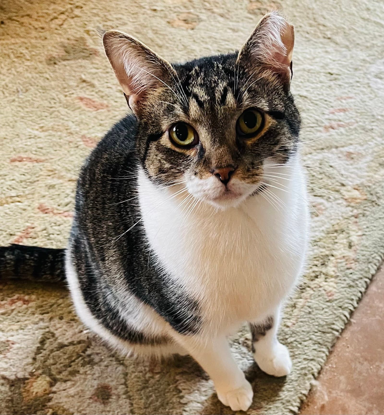 Chance - Domestic Short Hair