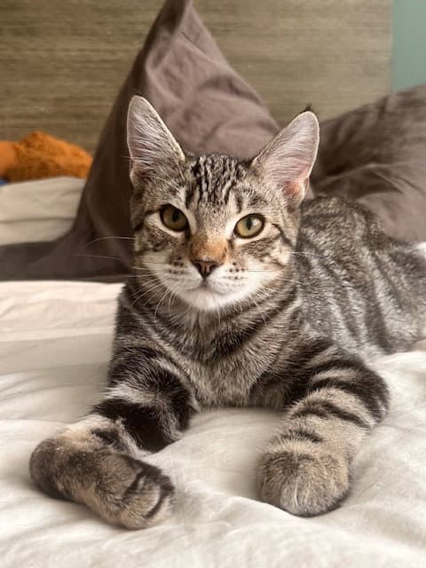 Wren - Domestic Short Hair
