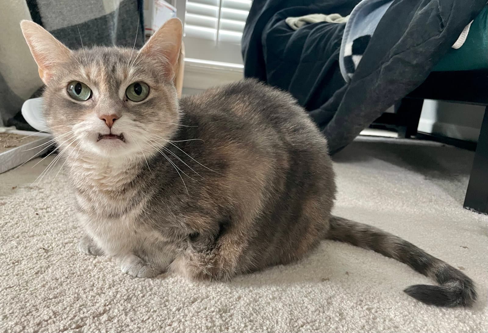 Cleopatra - Domestic Short Hair