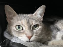 Cleopatra image 2