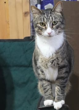 Mittens image 1
