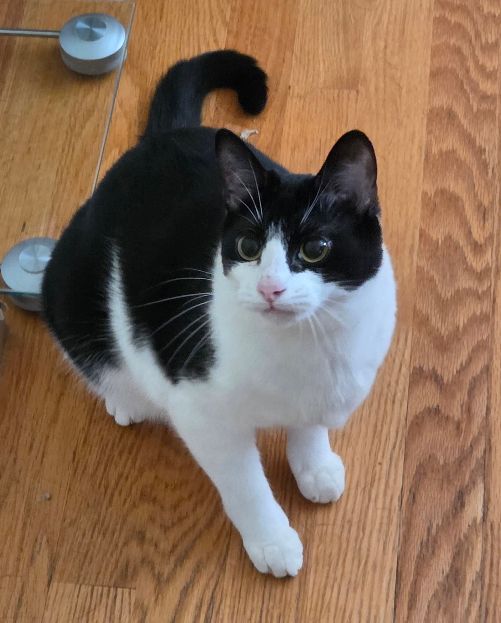 Fudge - Domestic Short Hair