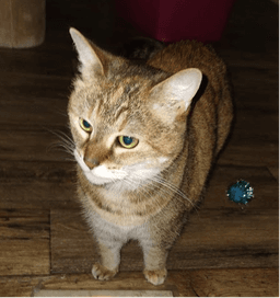 Pawla image 2