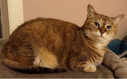 Pawla image 1