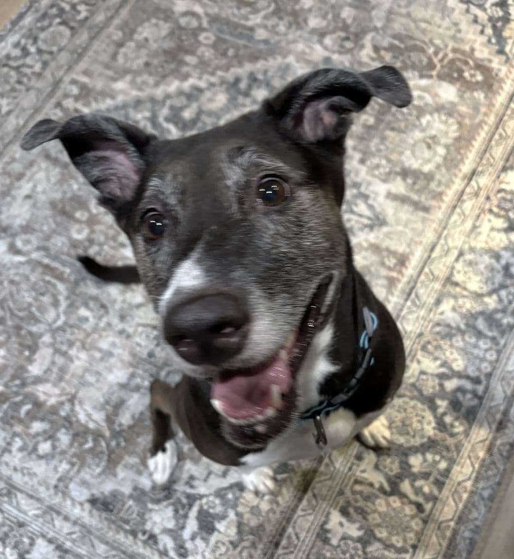 Rosie - Labrador Retriever