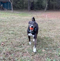 Rosie image 3
