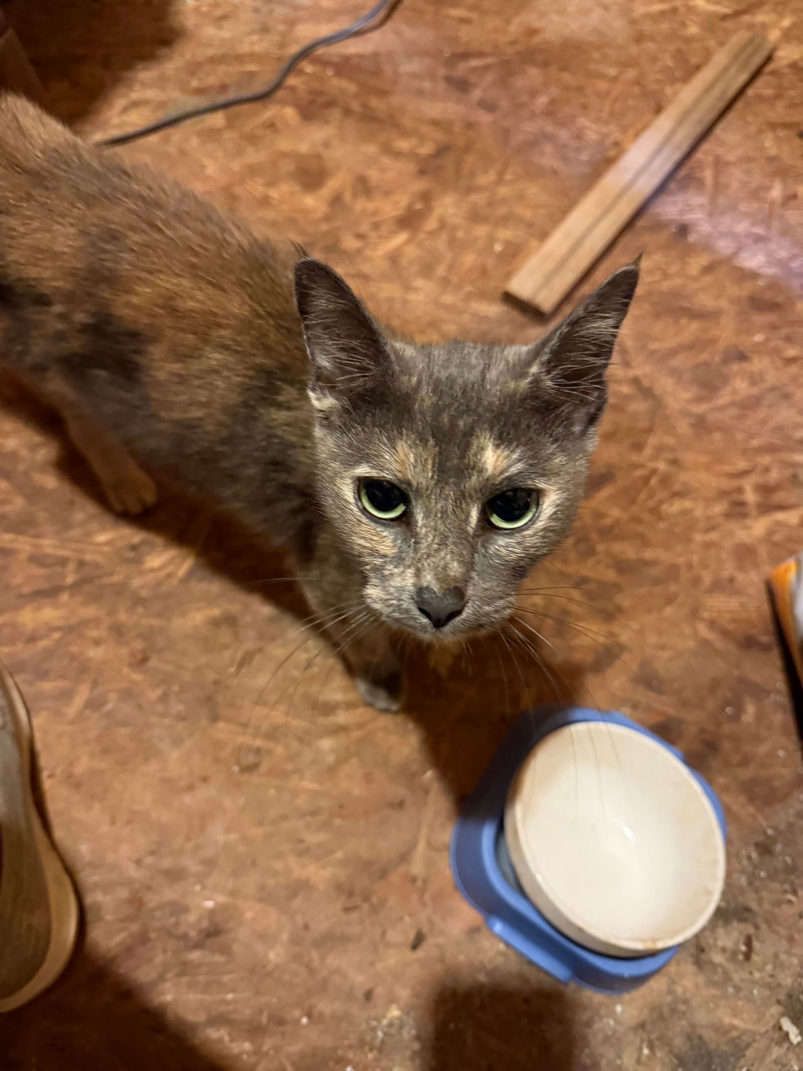 Lilly - Domestic Short Hair