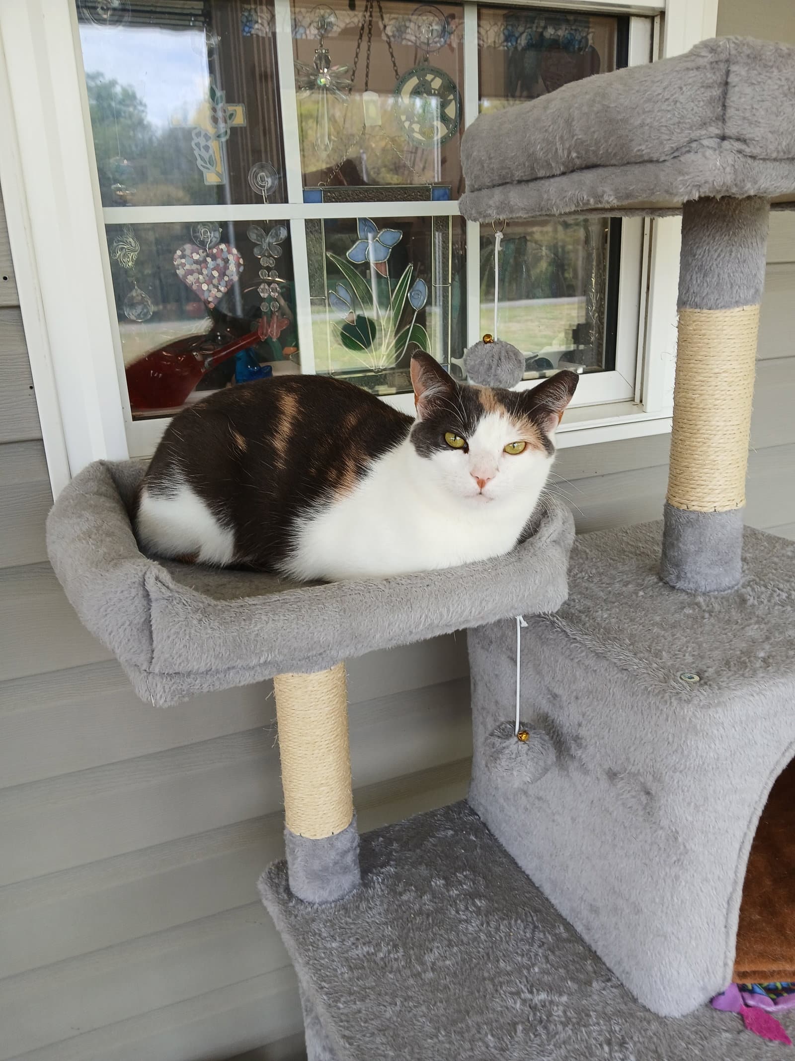 Cozette - Domestic Short Hair