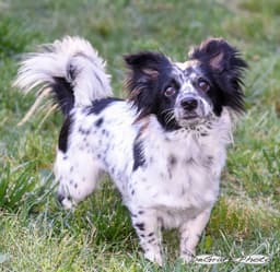 Bailey image 2