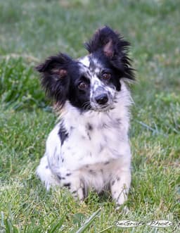 Bailey image 3