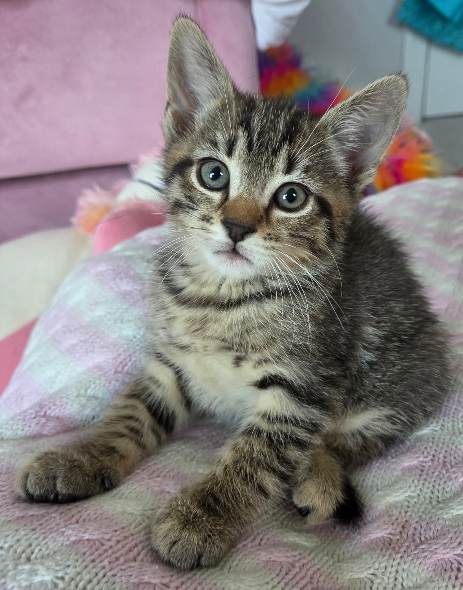 Bernard - Domestic Short Hair