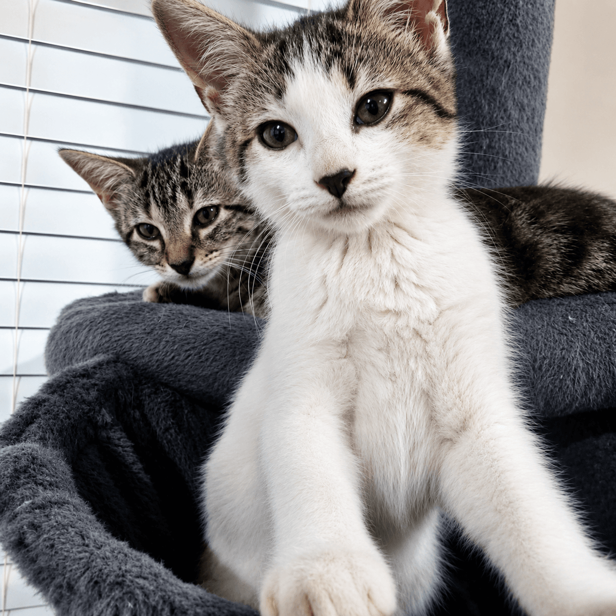 Cream - American Shorthair
