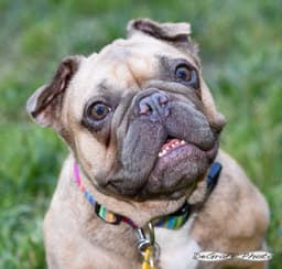 Etta image 1
