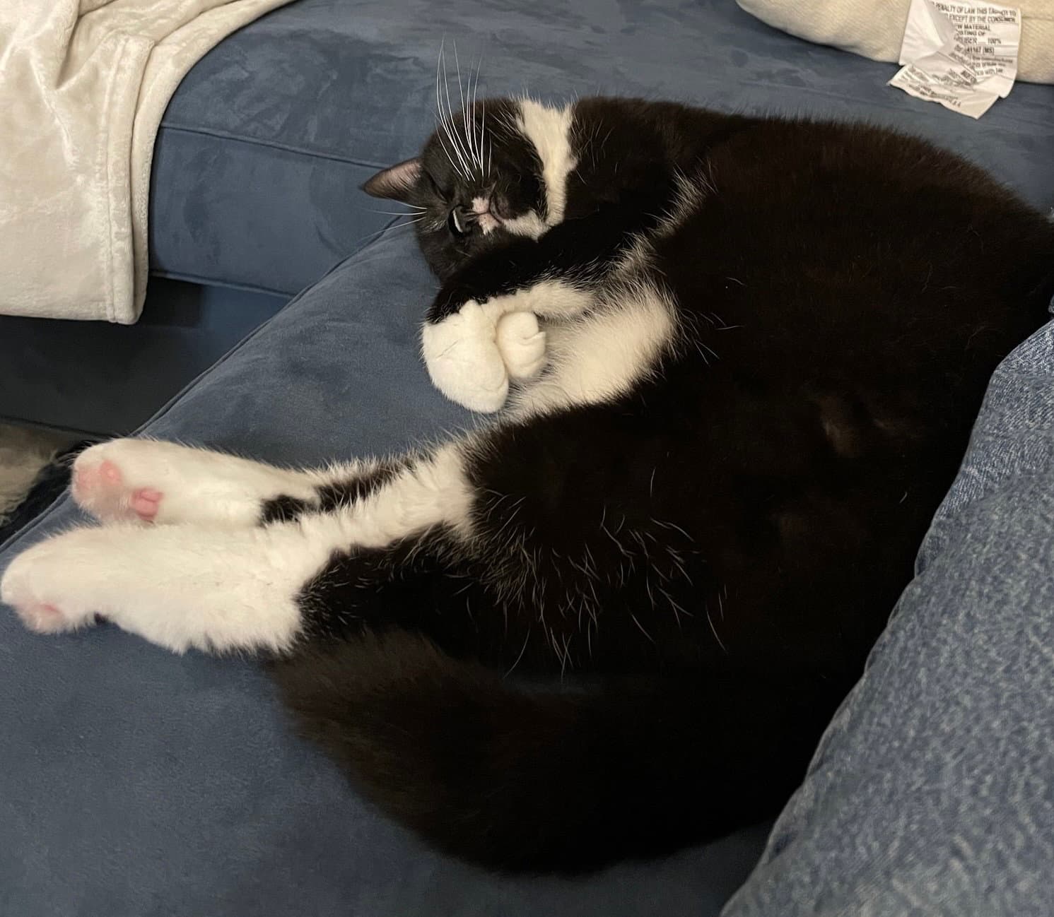 Olive - Domestic Short Hair