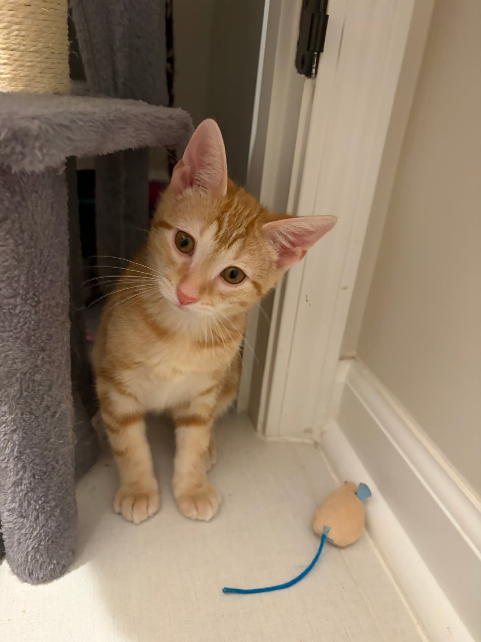 Vegas - Domestic Short Hair