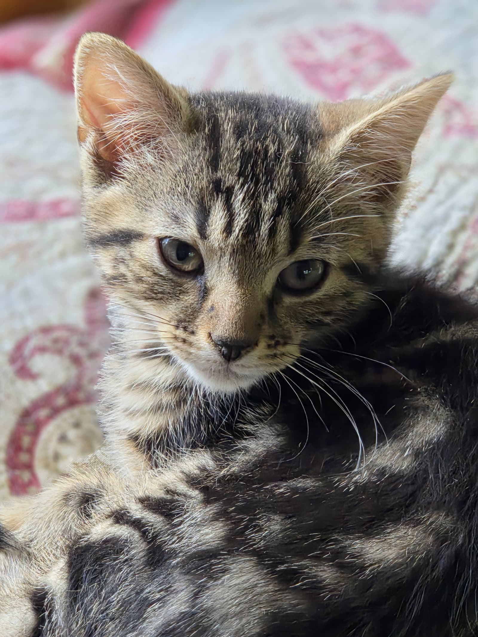 Dazzle - Domestic Short Hair