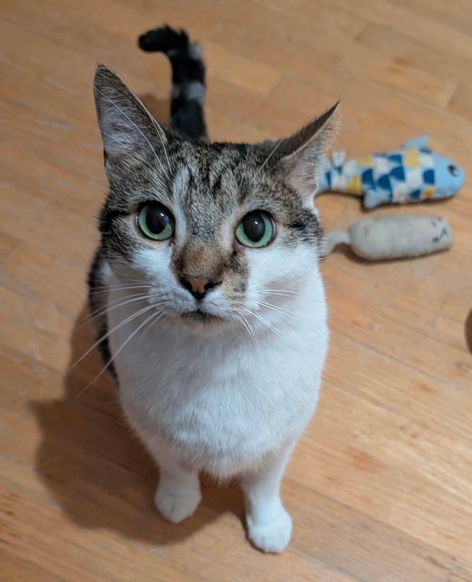 Benji - Domestic Short Hair