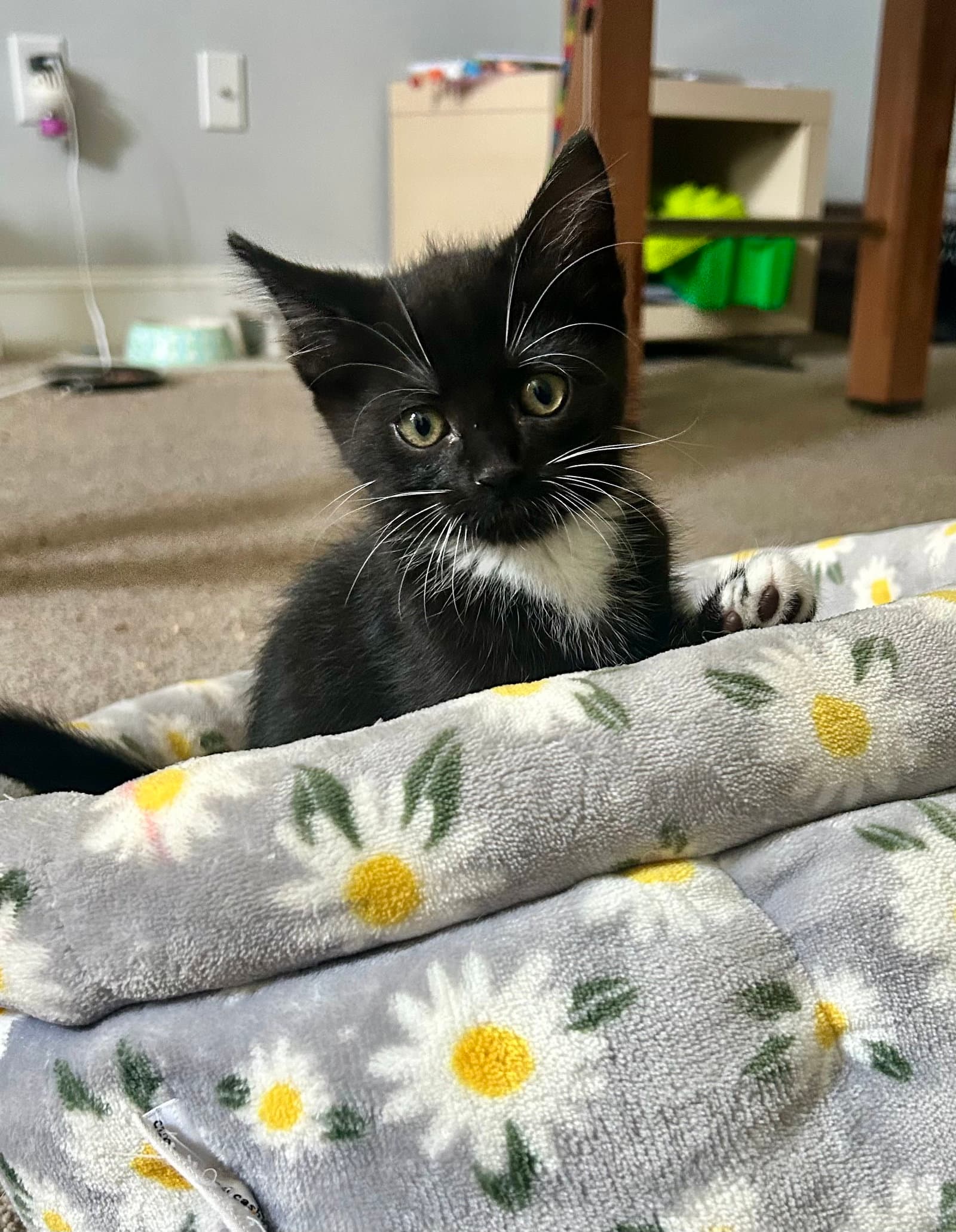 Petey Pele - Domestic Short Hair
