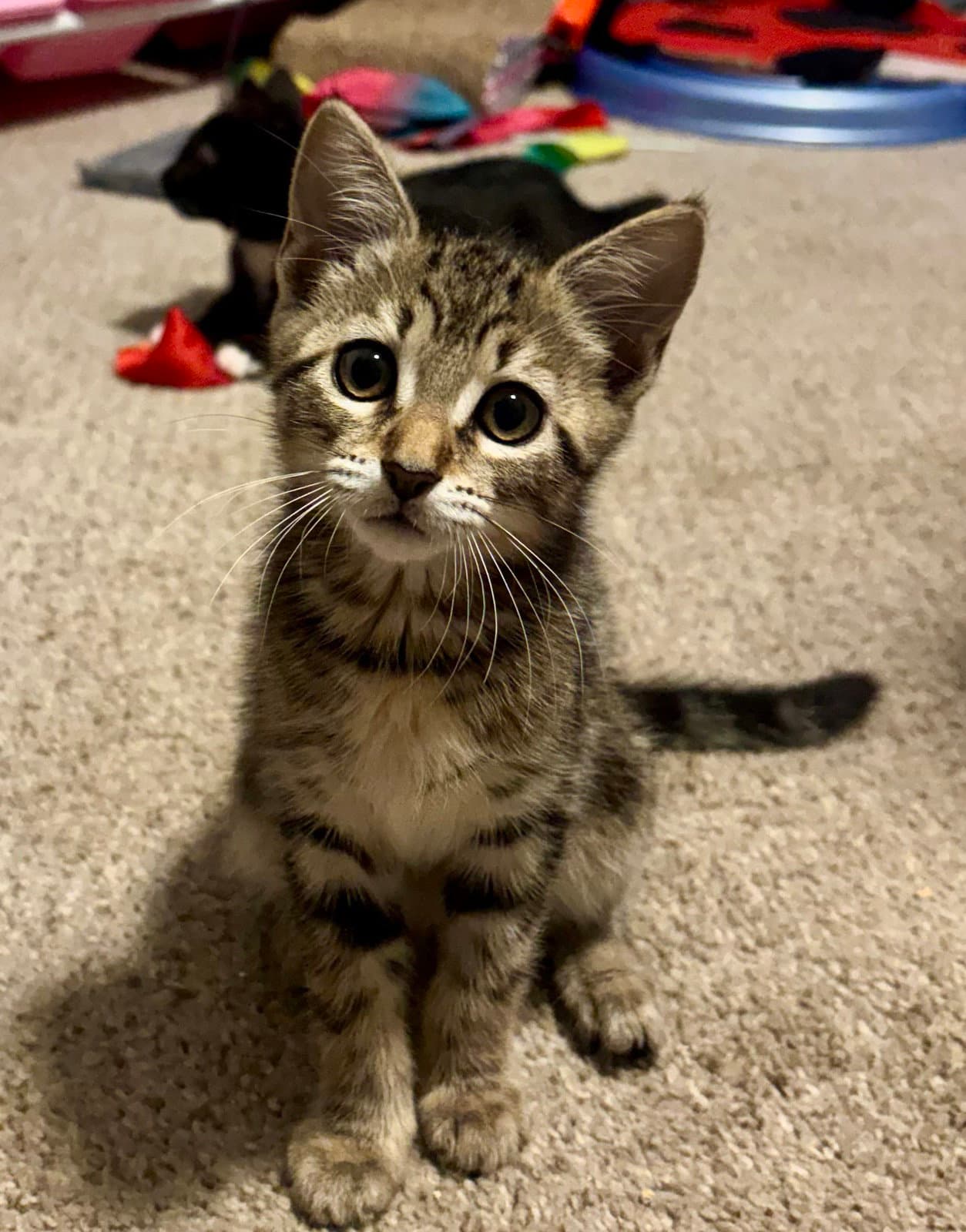 Holly Haaland - Domestic Short Hair
